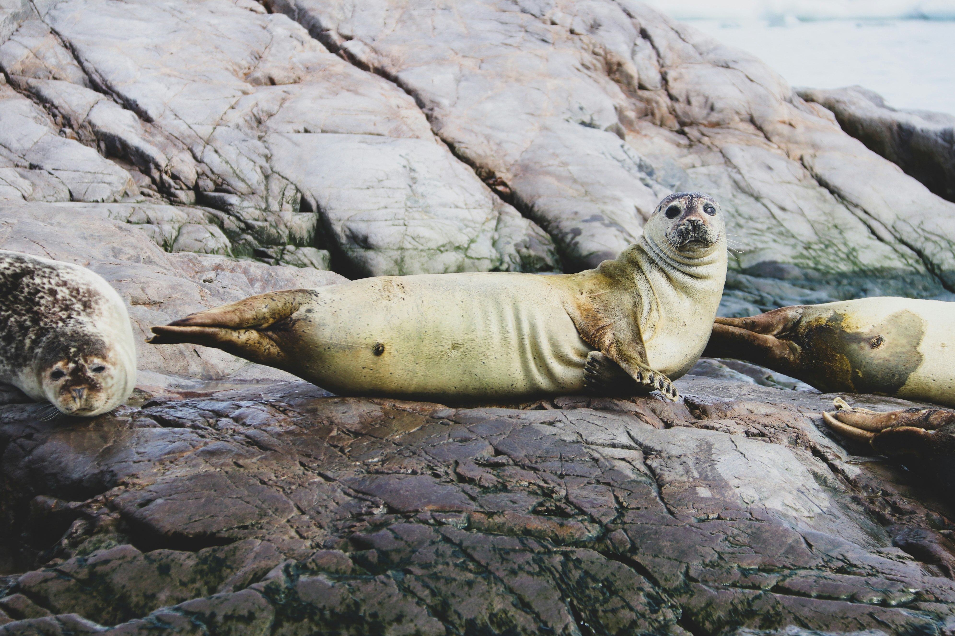 seal lying on gray rock